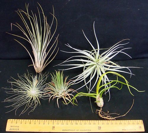 Tillandsia collection of 5 varying species/cultivars