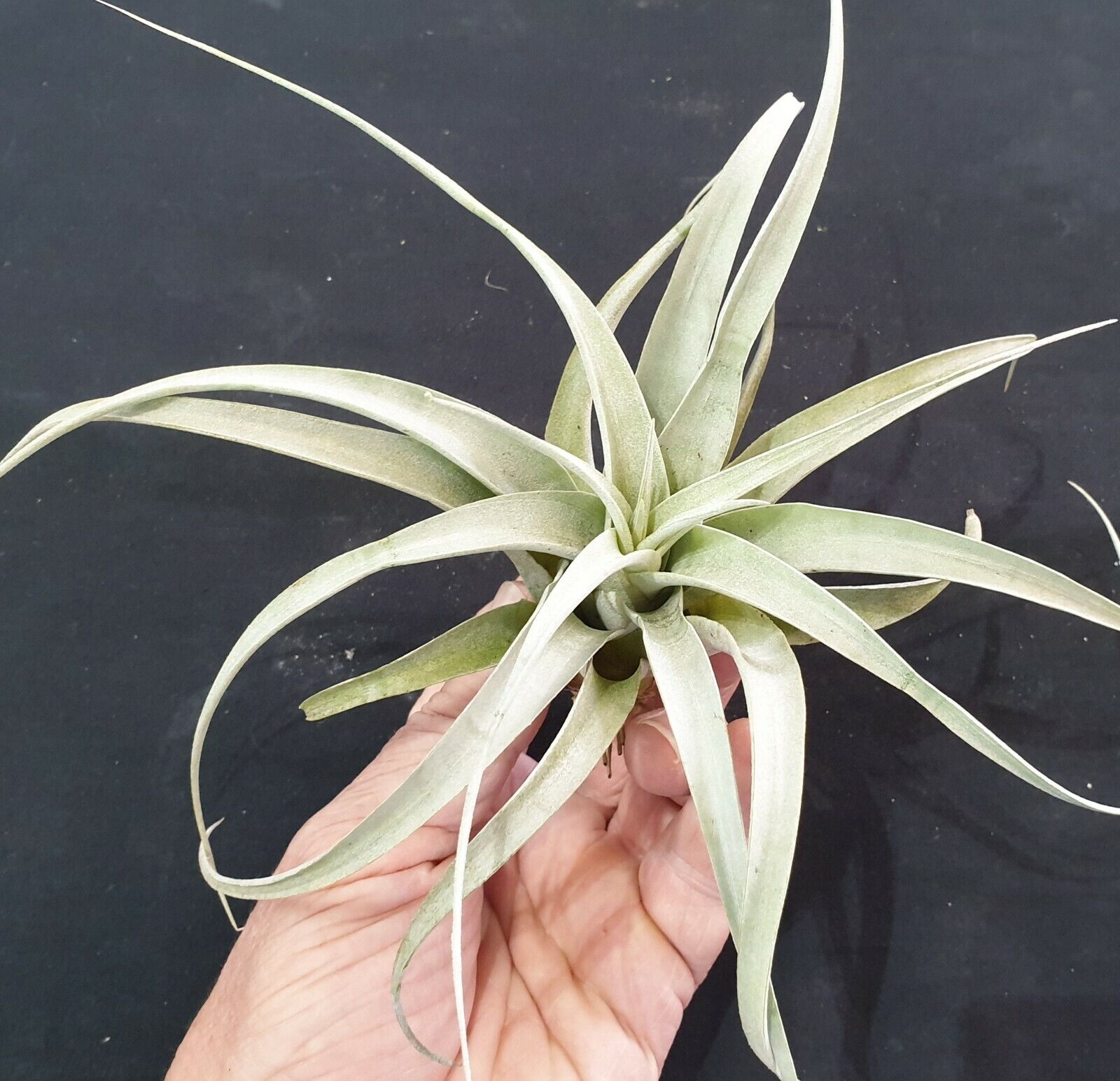 Tillandsia xerographica