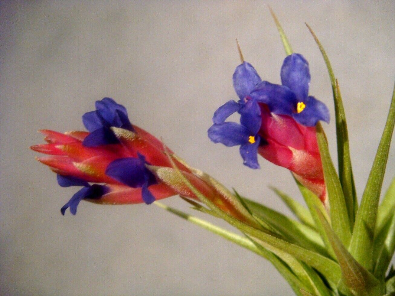 Tillandsia aeranthos - The Pink Quill Air Plant