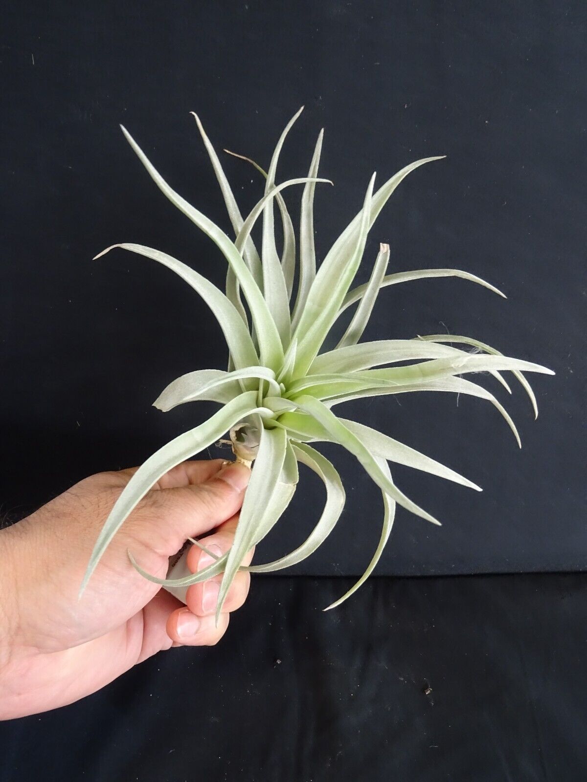 harrisii air plant care Tillandsia harrisii – Collectors Online