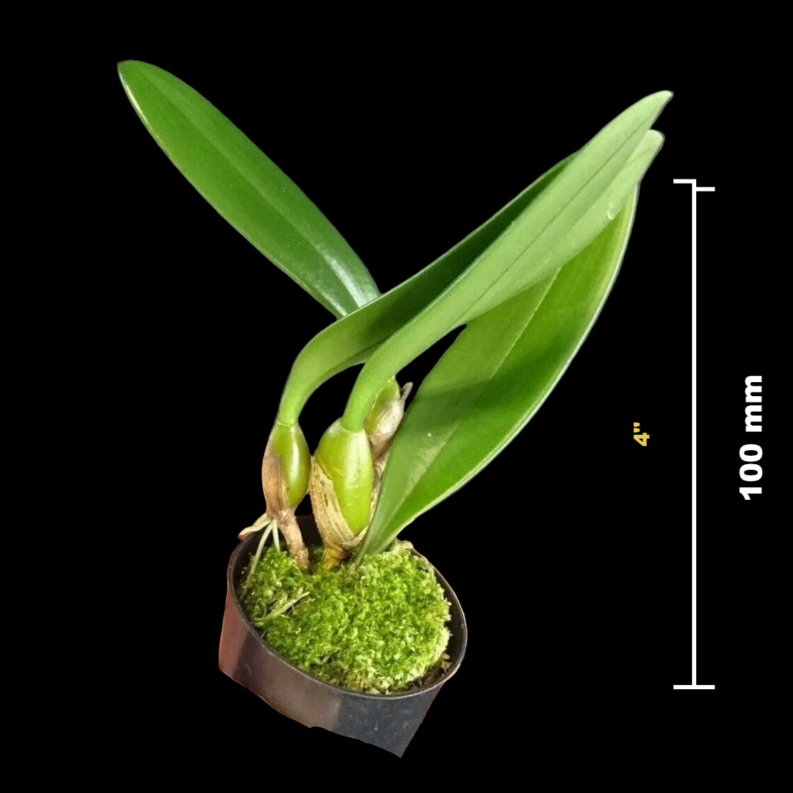 Bulbophyllum longissimum