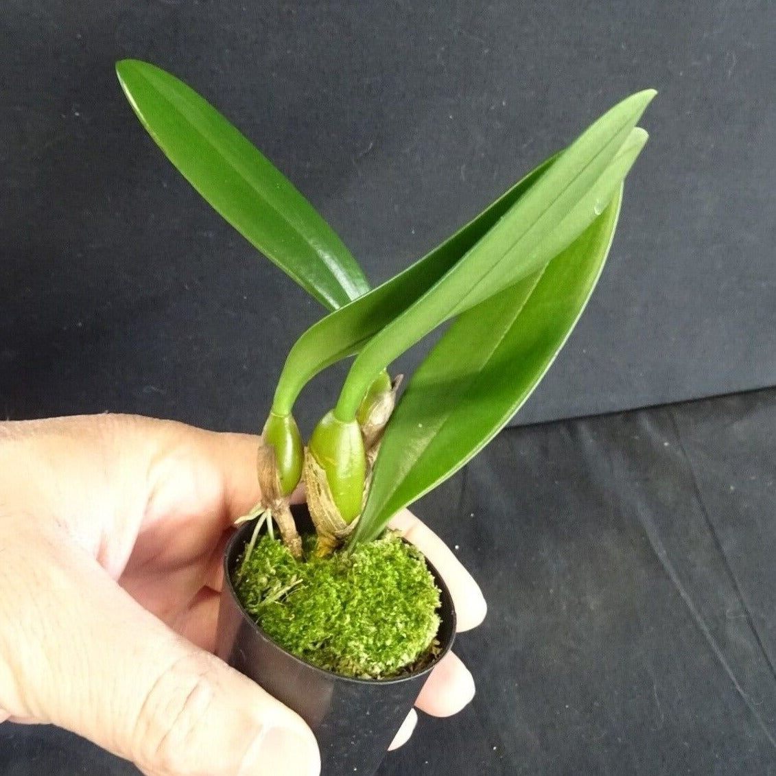 Bulbophyllum longissimum