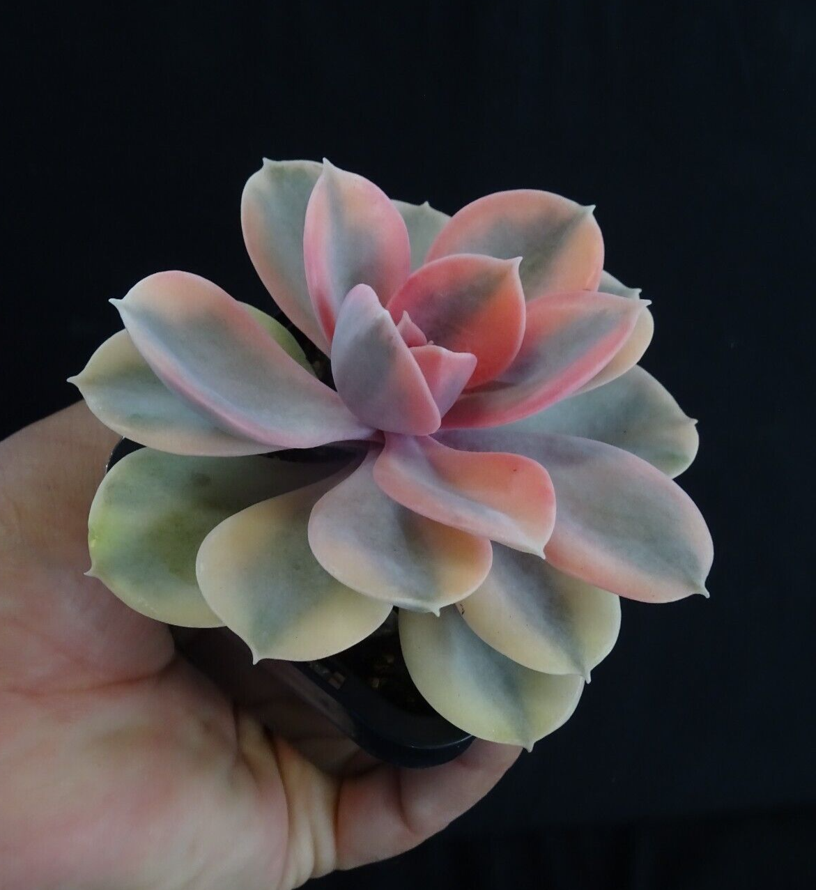 Echeveria x hybrid 'West Rainbow'