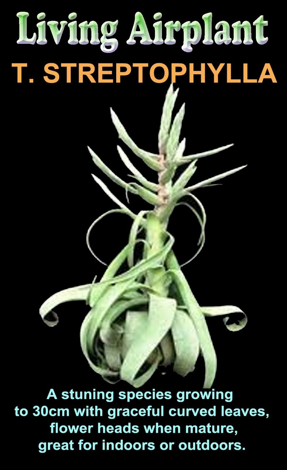 Tillandsia streptophylla