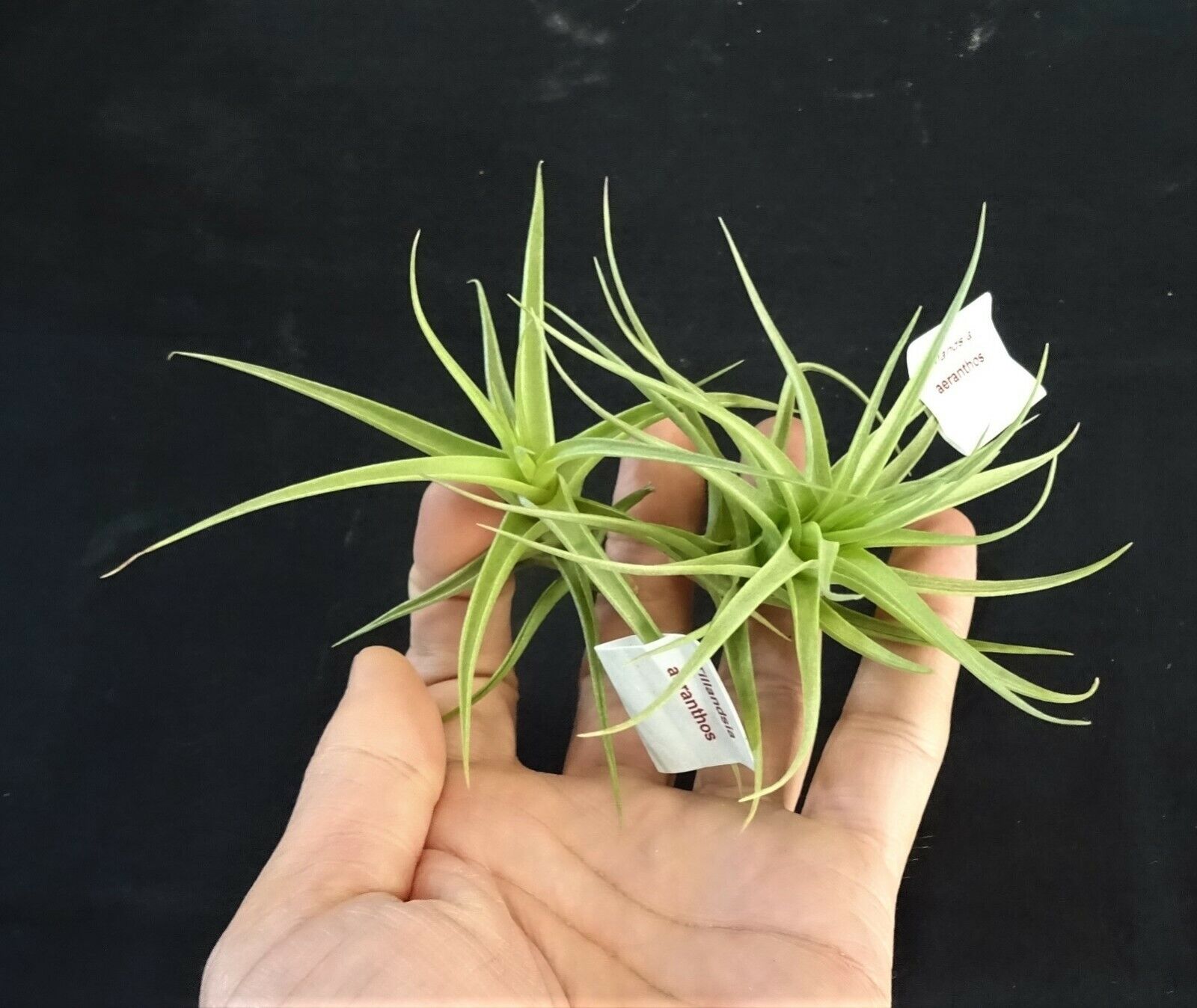 Tillandsia aeranthos - The Pink Quill Air Plant