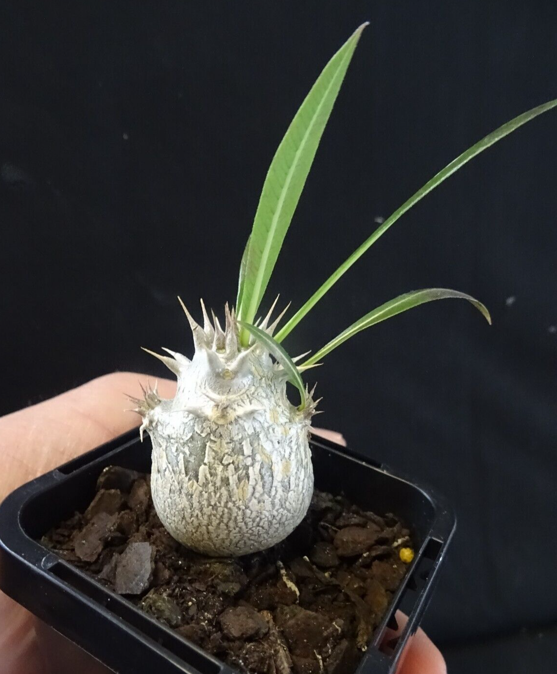 Pachypodium horombense video