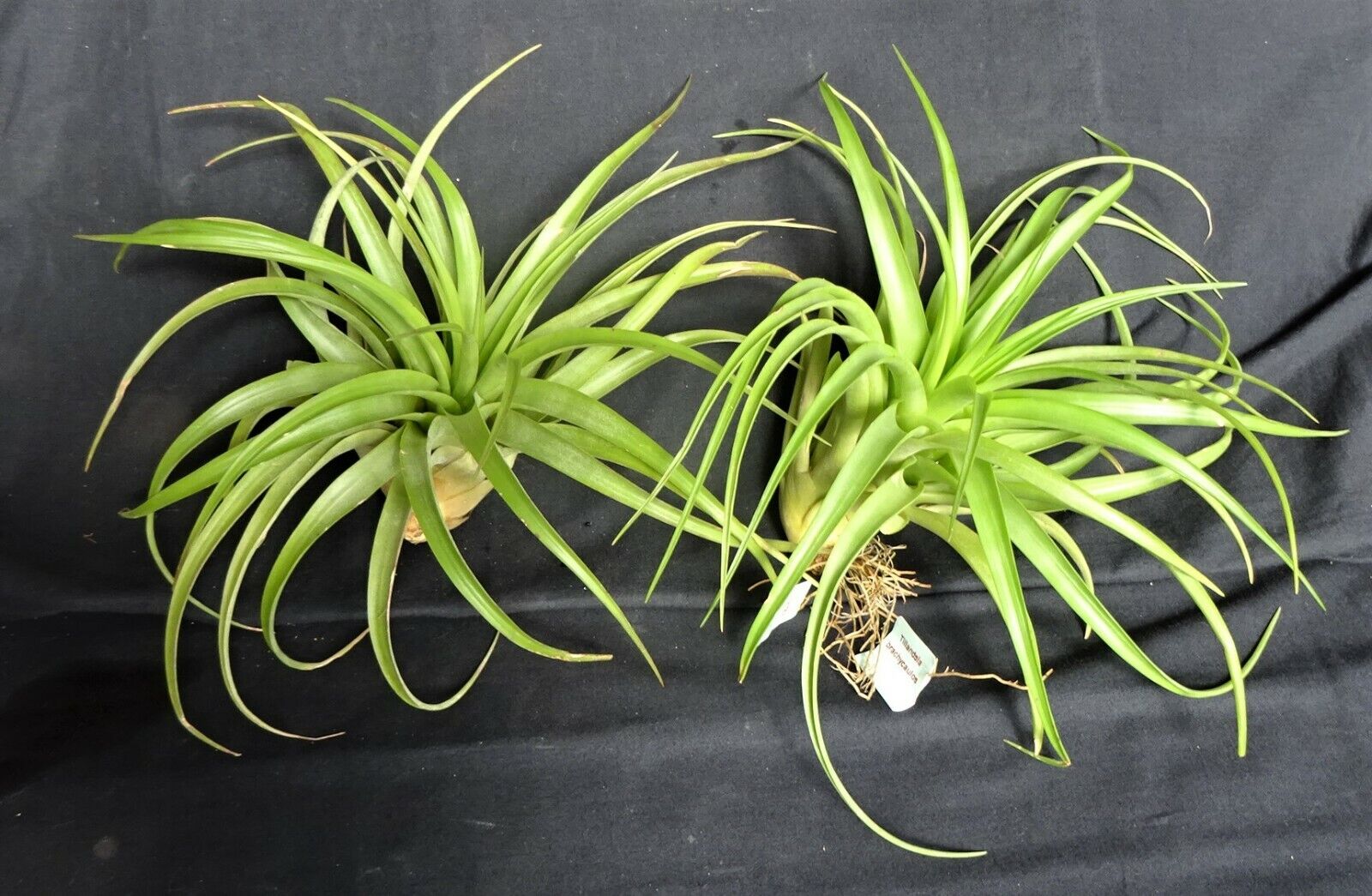 Tillandsia brachycaulos