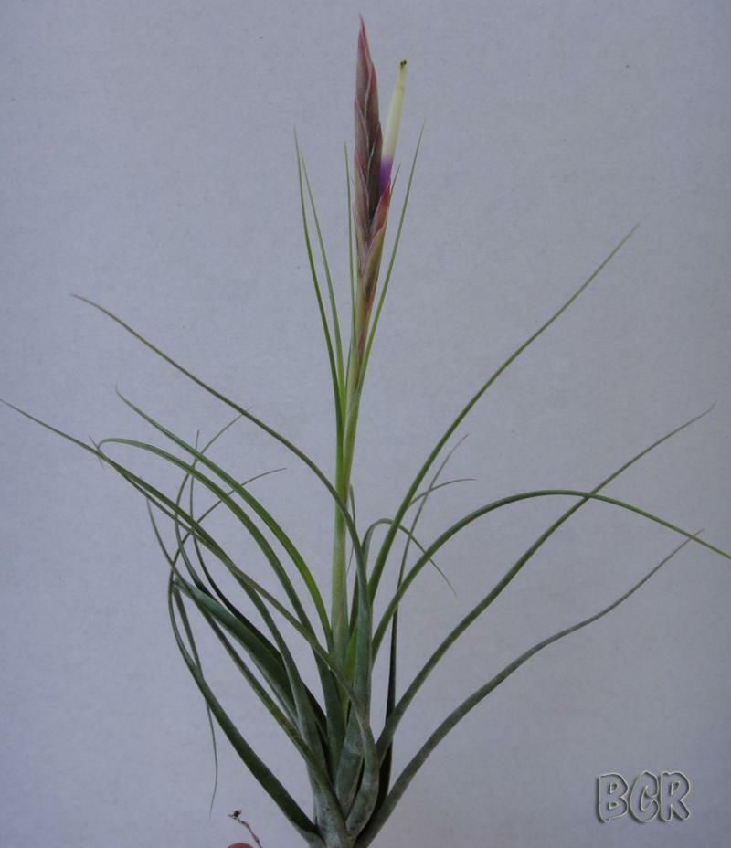 Tillandsia flavoviolacea 'Moonlight' - The Glowing Air Plant