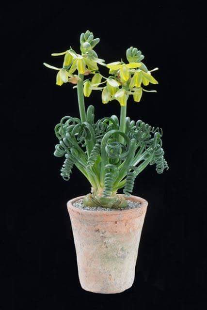 Albuca spiralis 'Frizzle Sizzle'