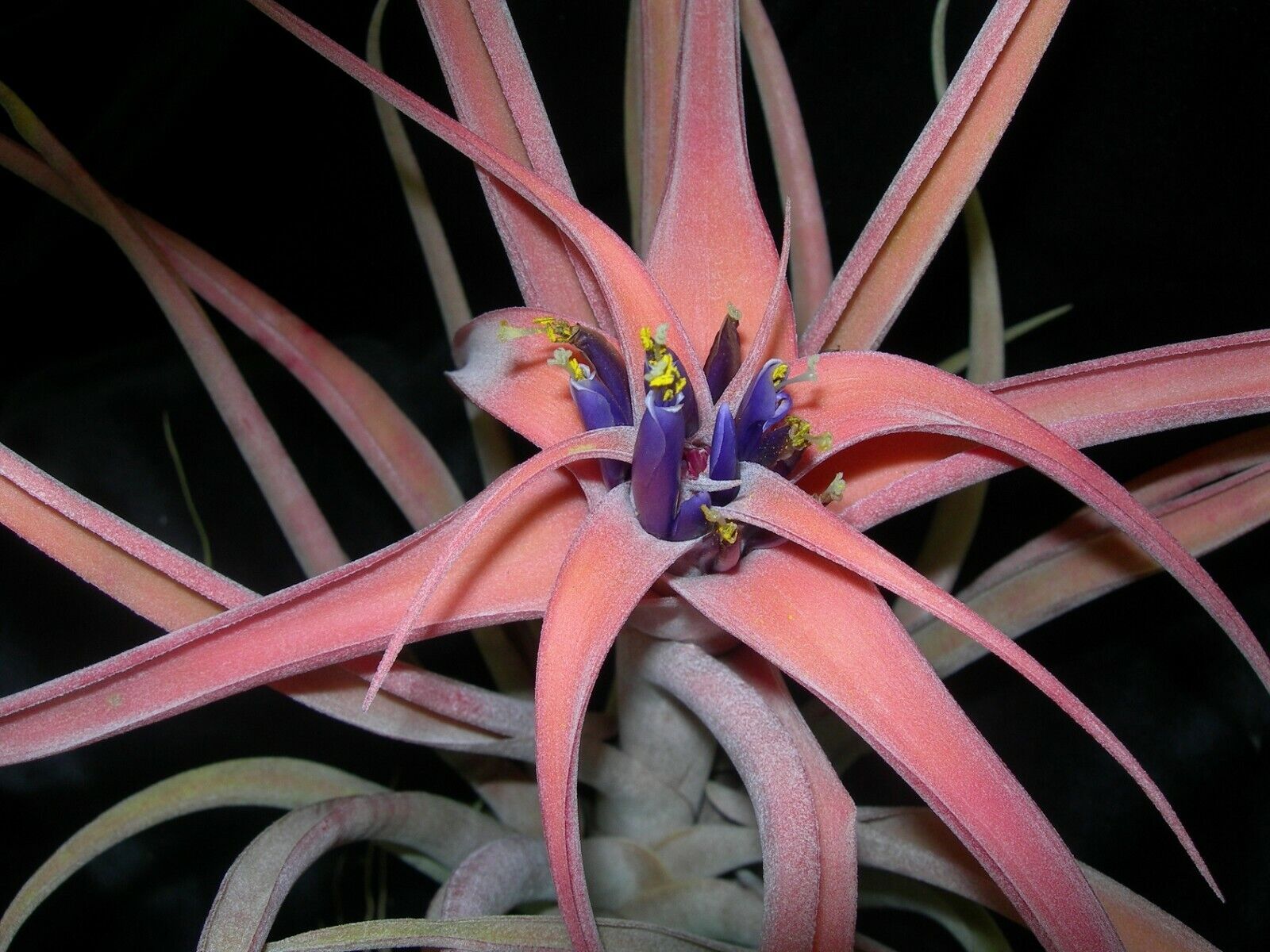 Tillandsia riohondoensis