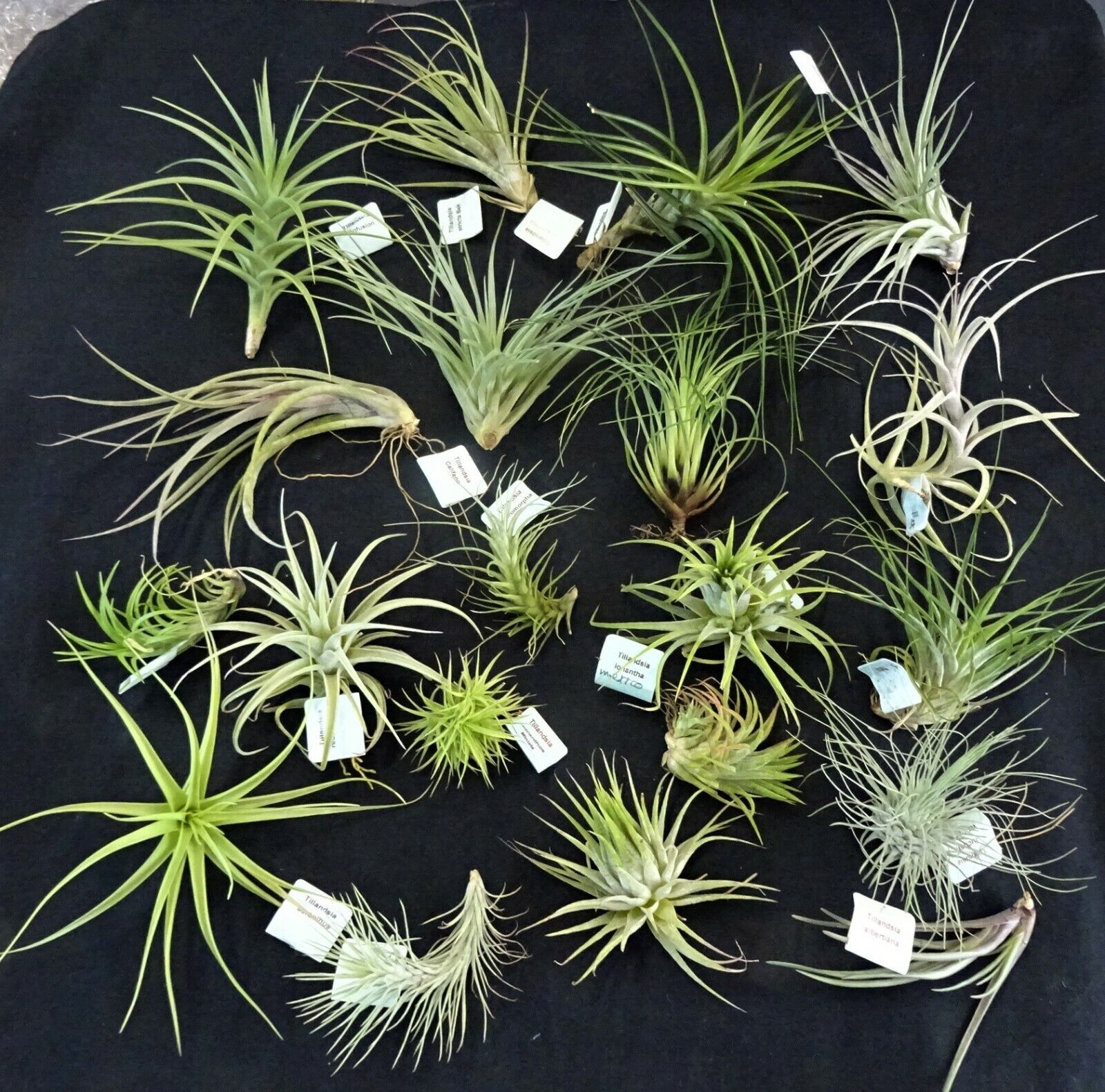 Tillandsia collection of 20 varying species/cultivars