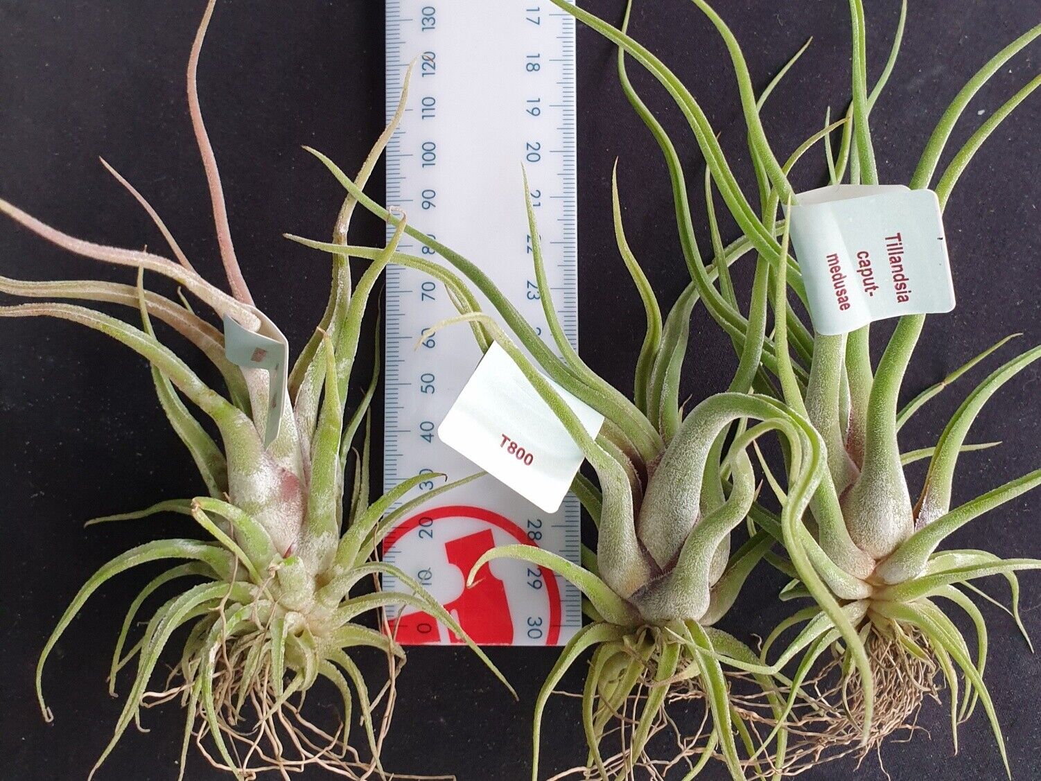 Tillandsia caput-medusae