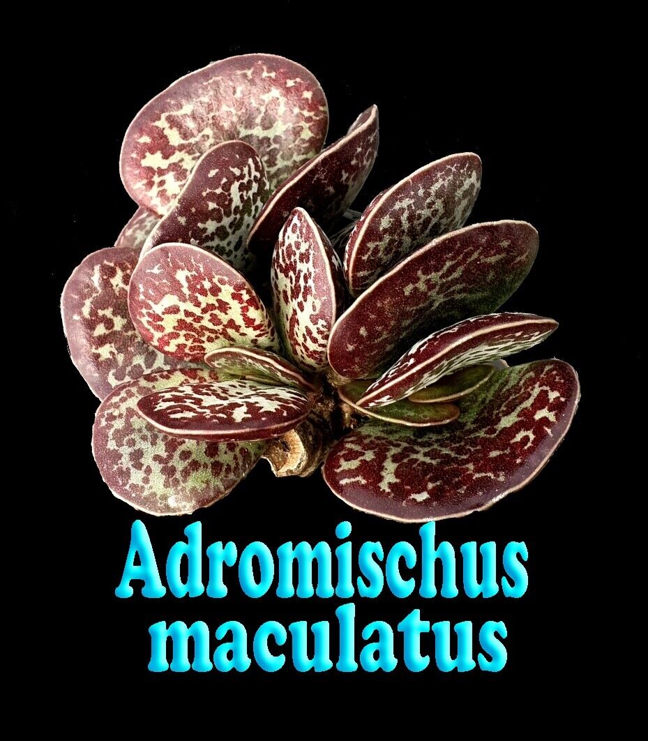 Adromischus maculatus