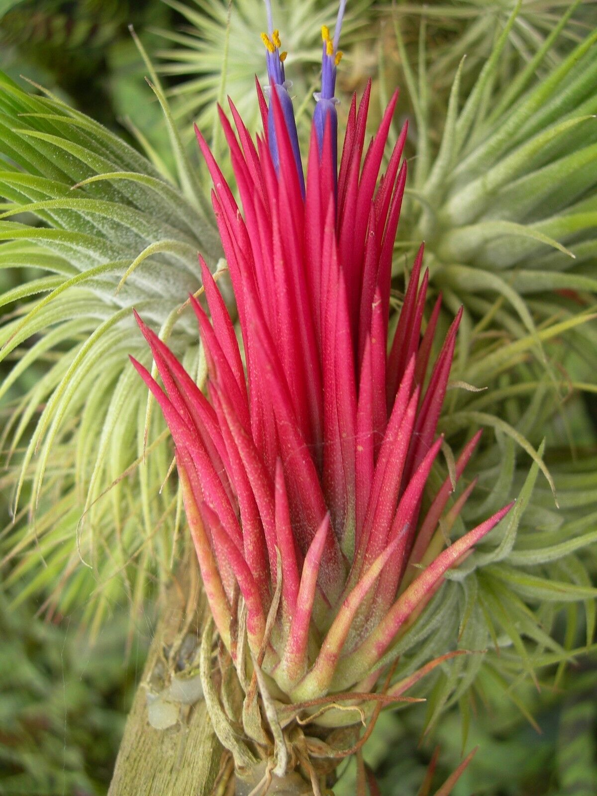 Tillandsia ionantha 'Fuego'