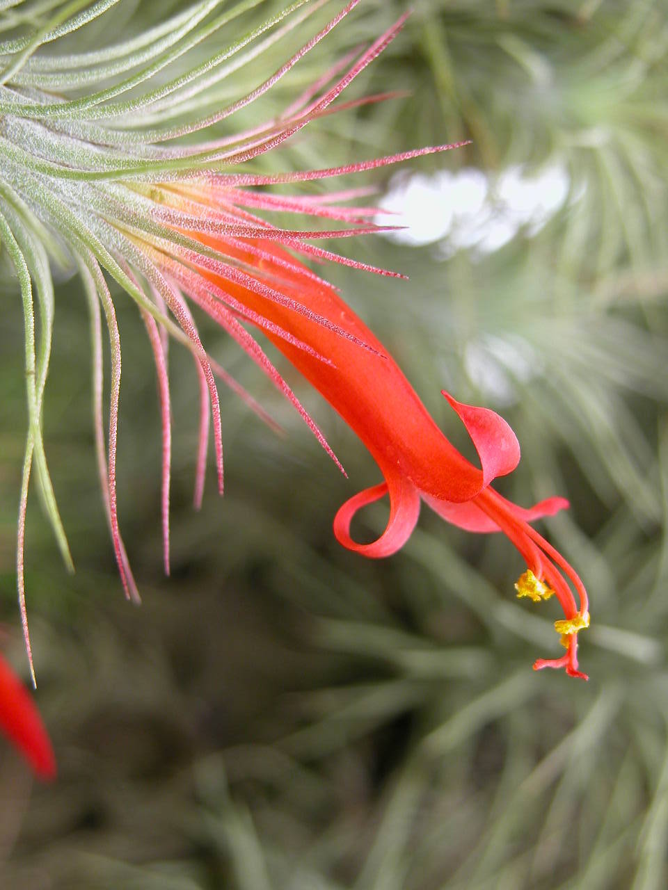 Tillandsia funckiana