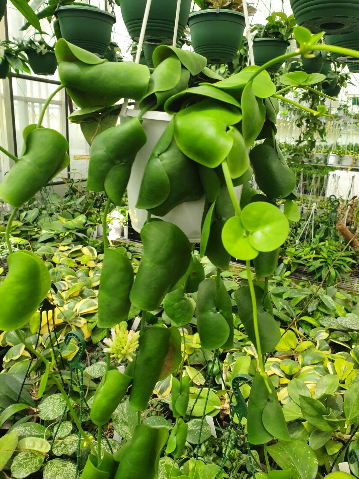 Dischidia imbricata 80mm Pot