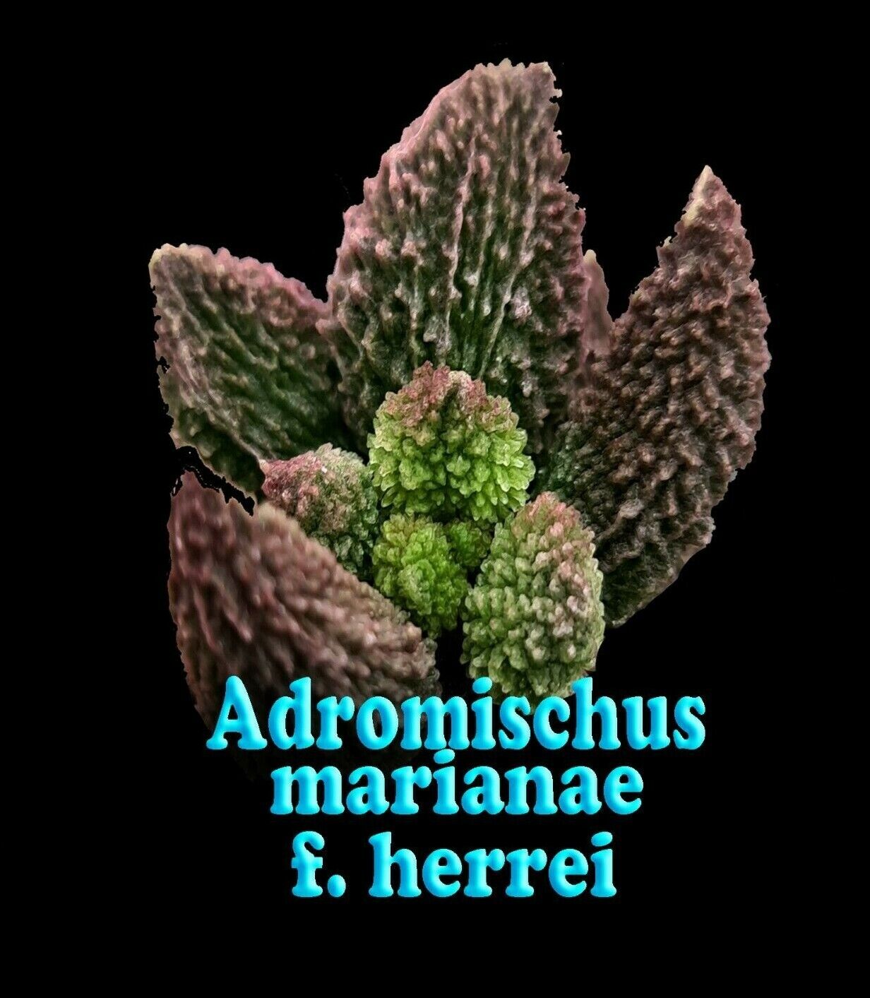 Adromischus marianae f. herrei