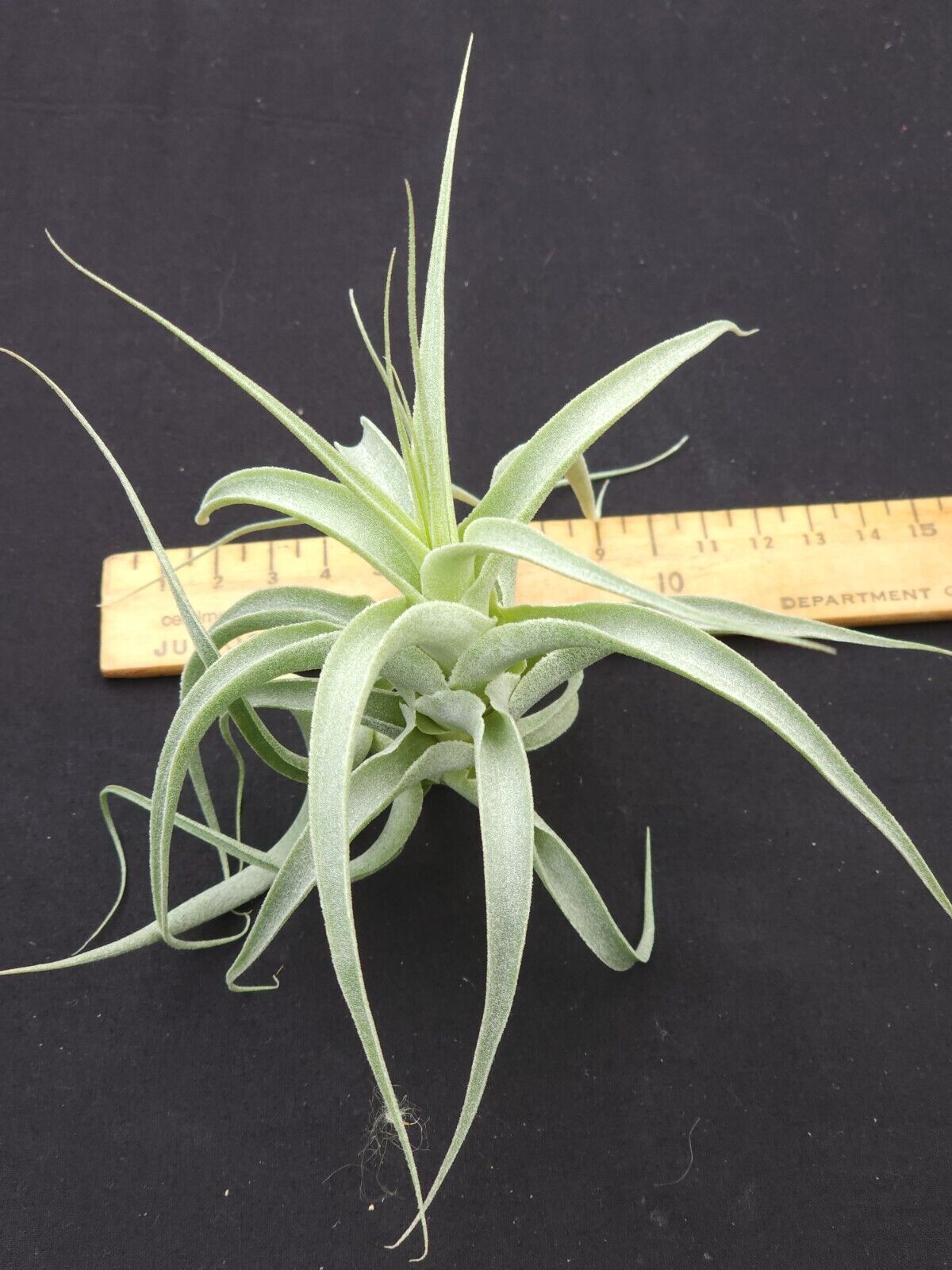 Tillandsia cacticola 'Splendide'