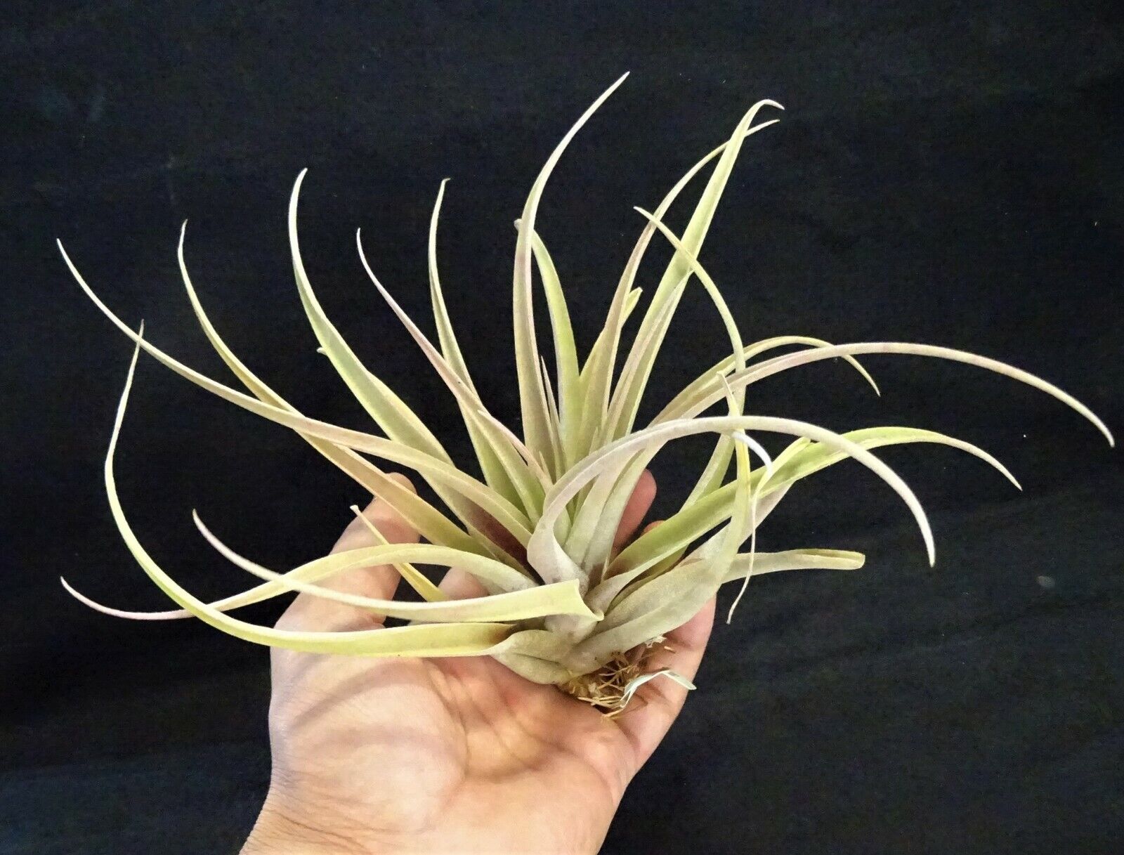 Tillandsia riohondoensis