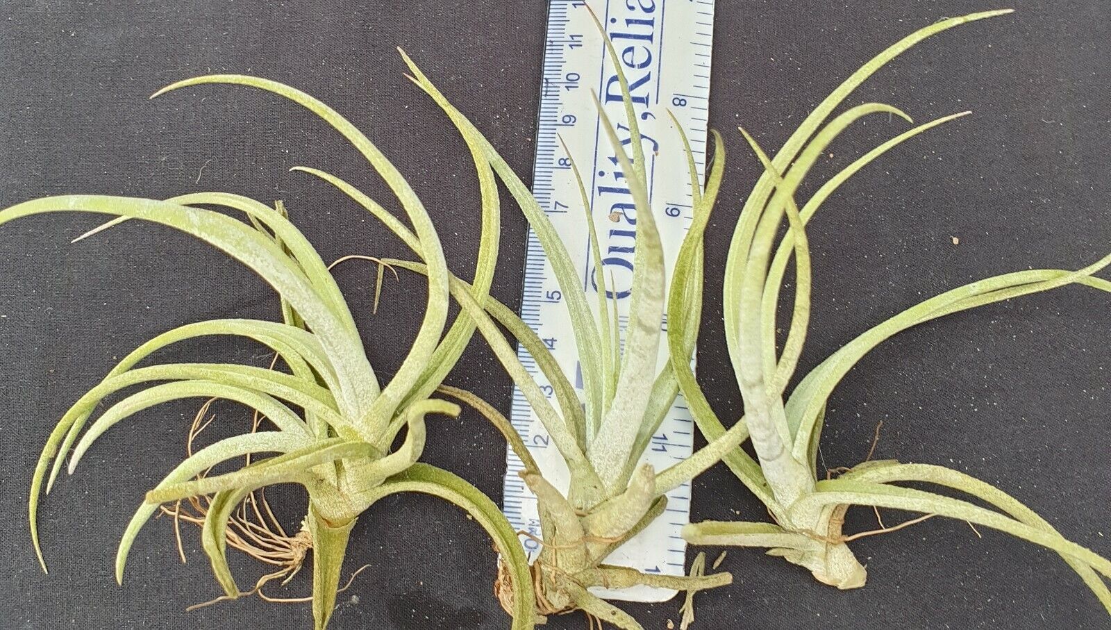 Tillandsia glabrior