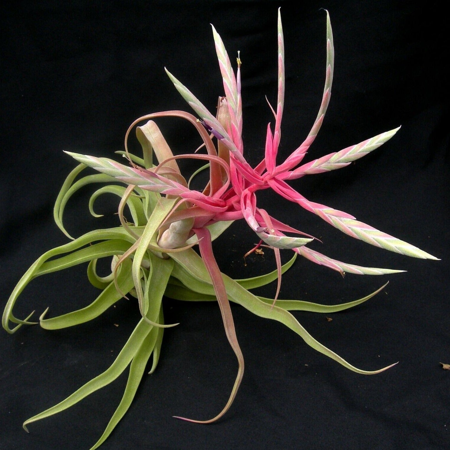 Tillandsia streptophylla