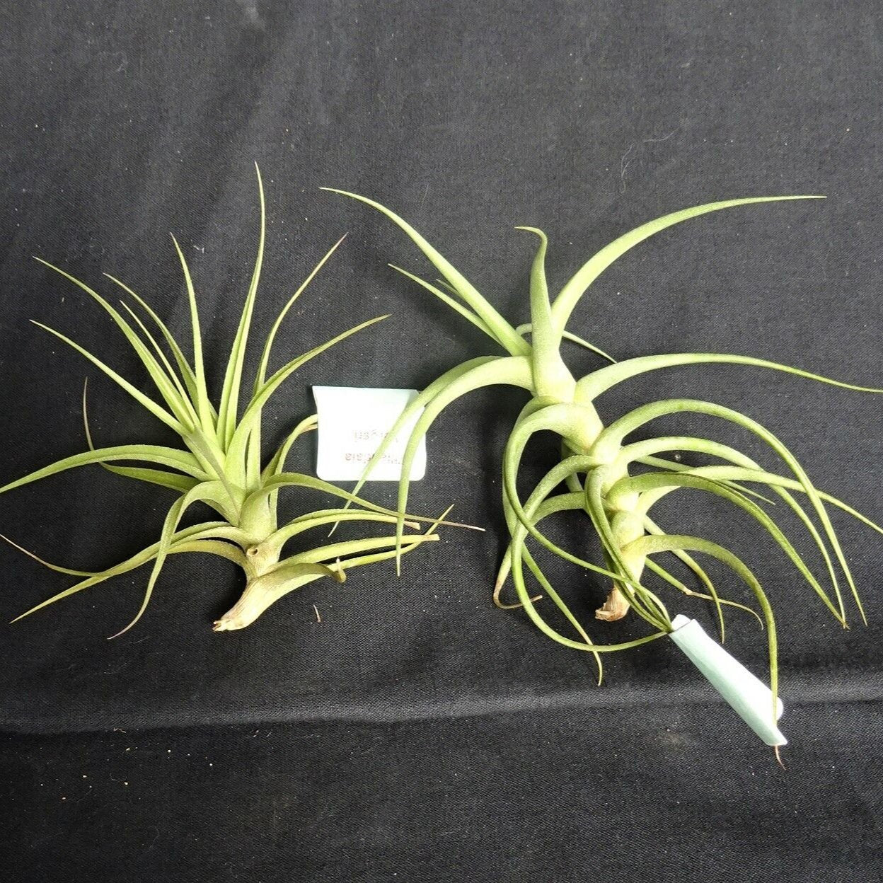 Tillandsia bergeri