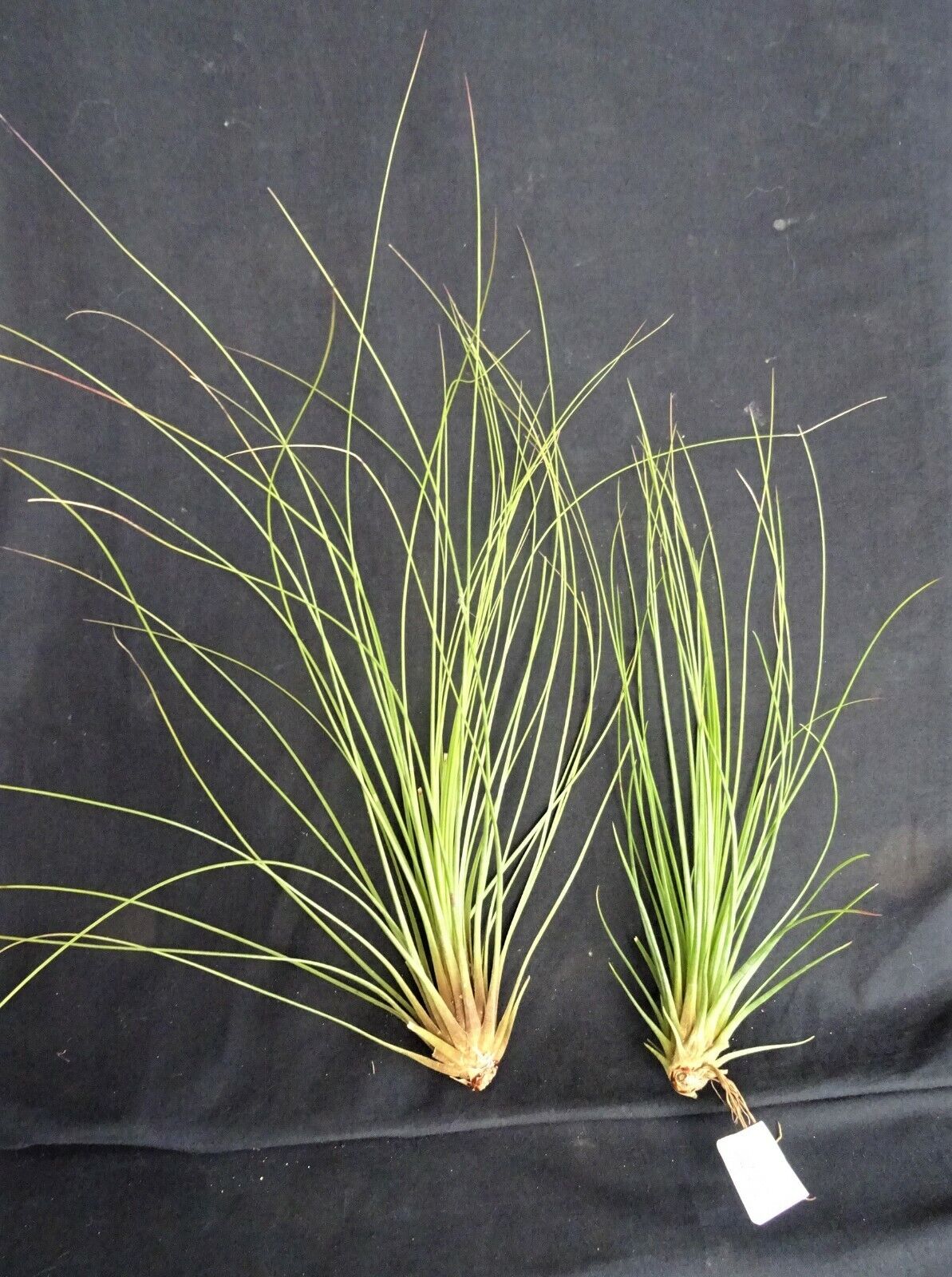 Tillandsia juncea 'Juncifolia'