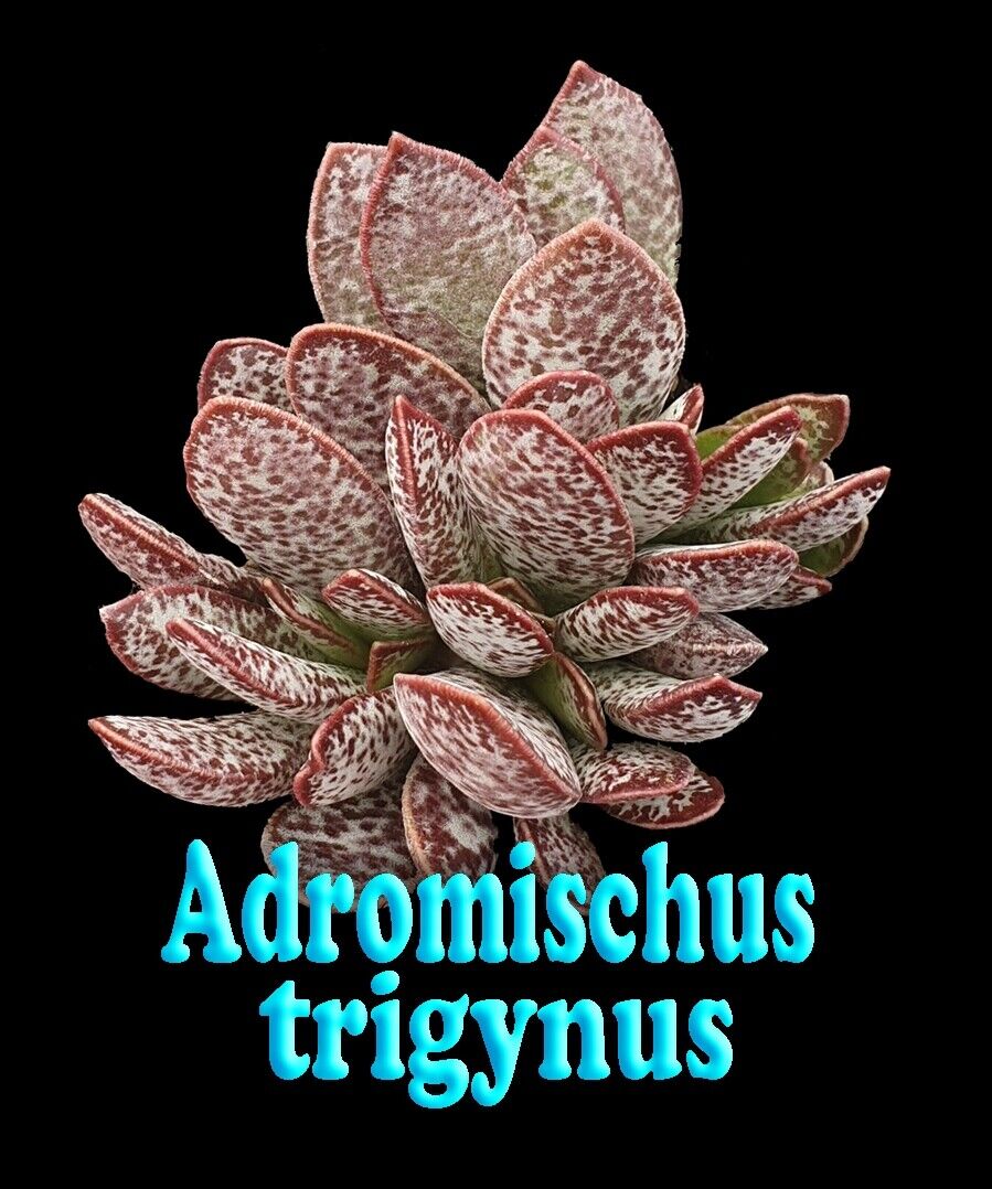 Adromischus trigynus