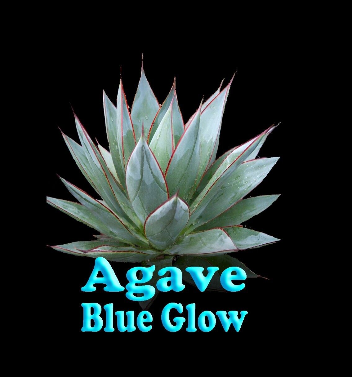 Agave 'Blue Glow'