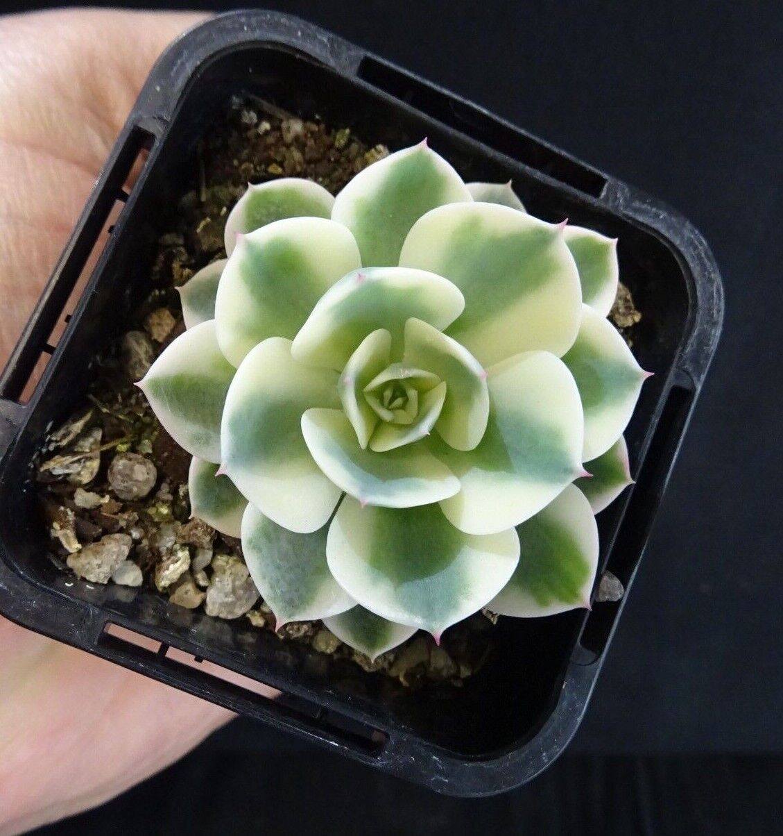 Echeveria 'Compton Carousel'