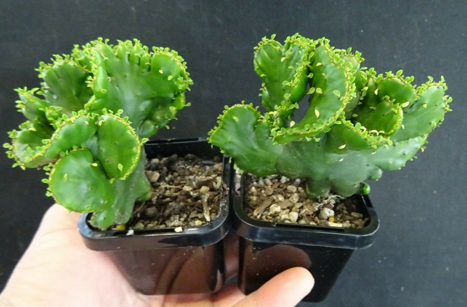 Euphorbia alluaudii cristata (NOT FOR WA)