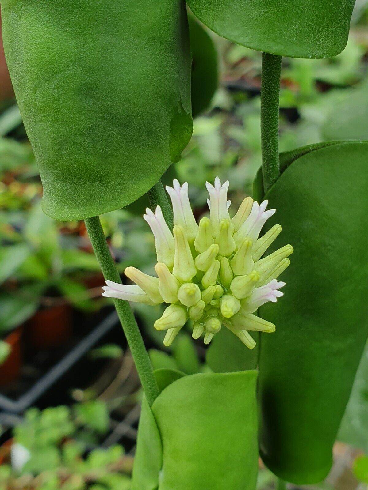 Dischidia imbricata 80mm Pot