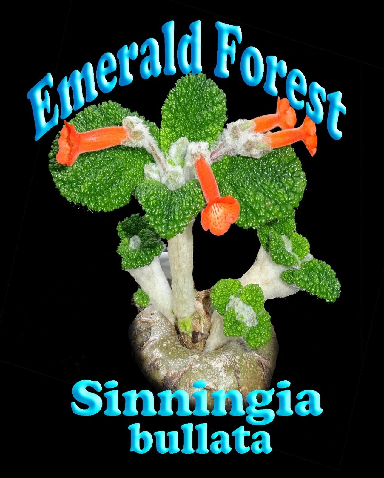 Sinningia bullata 'Emerald Forest'