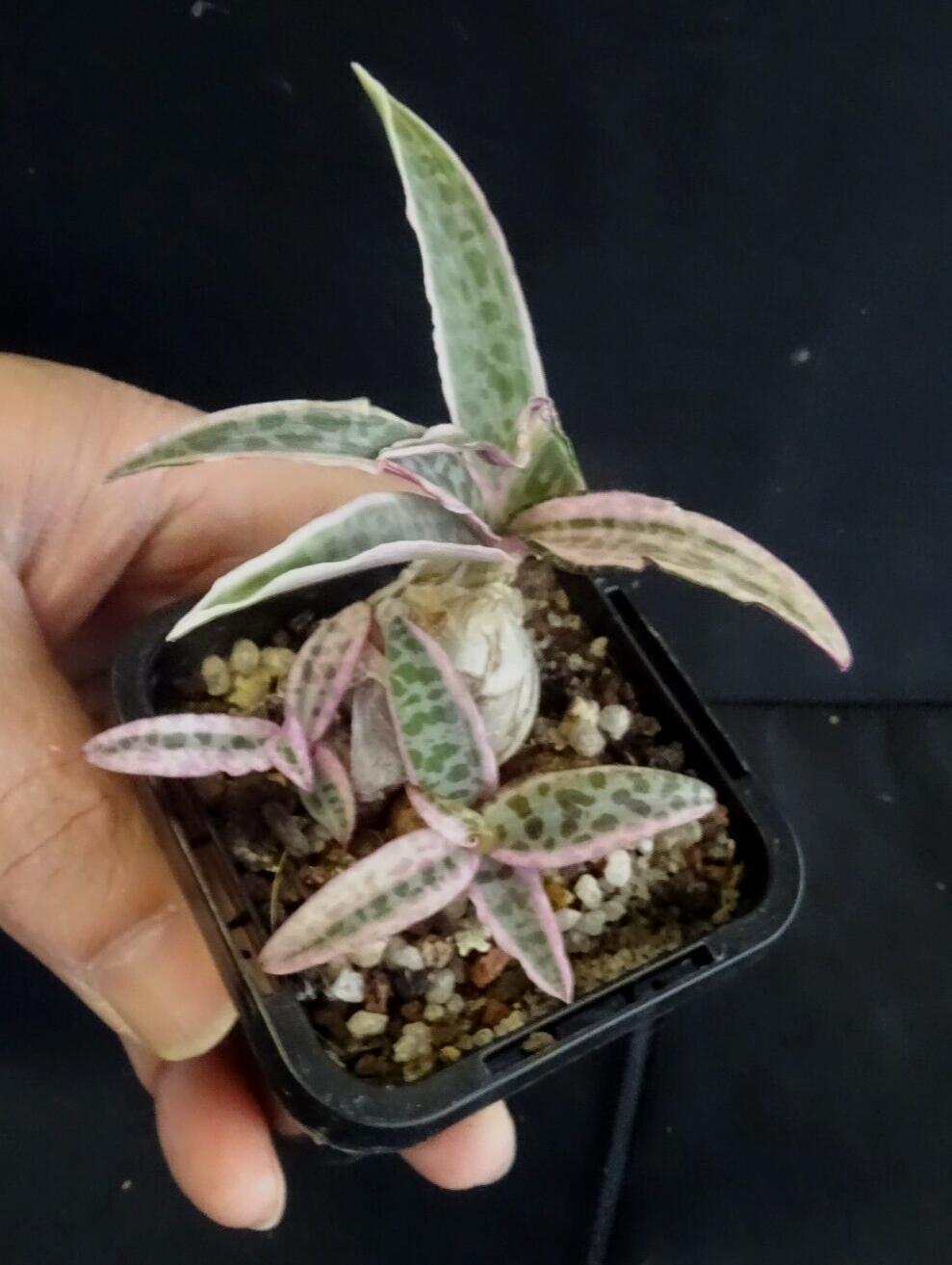 Ledebouria socialis Variegata