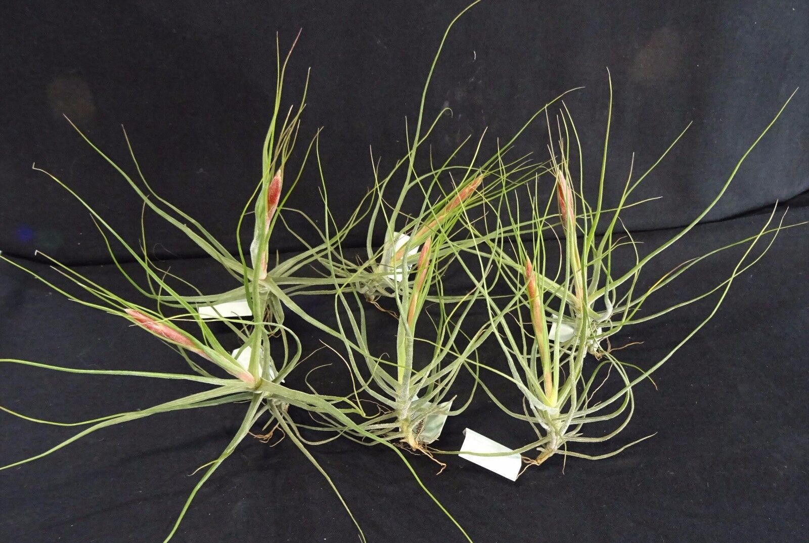 Tillandsia schiedeana