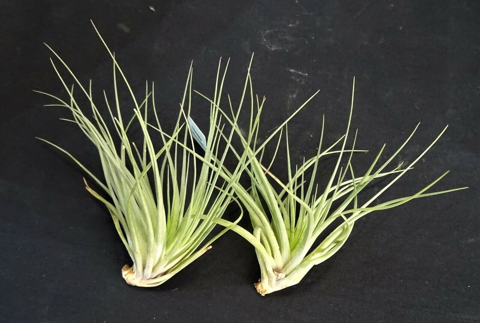 Tillandsia stricta 'Bak'