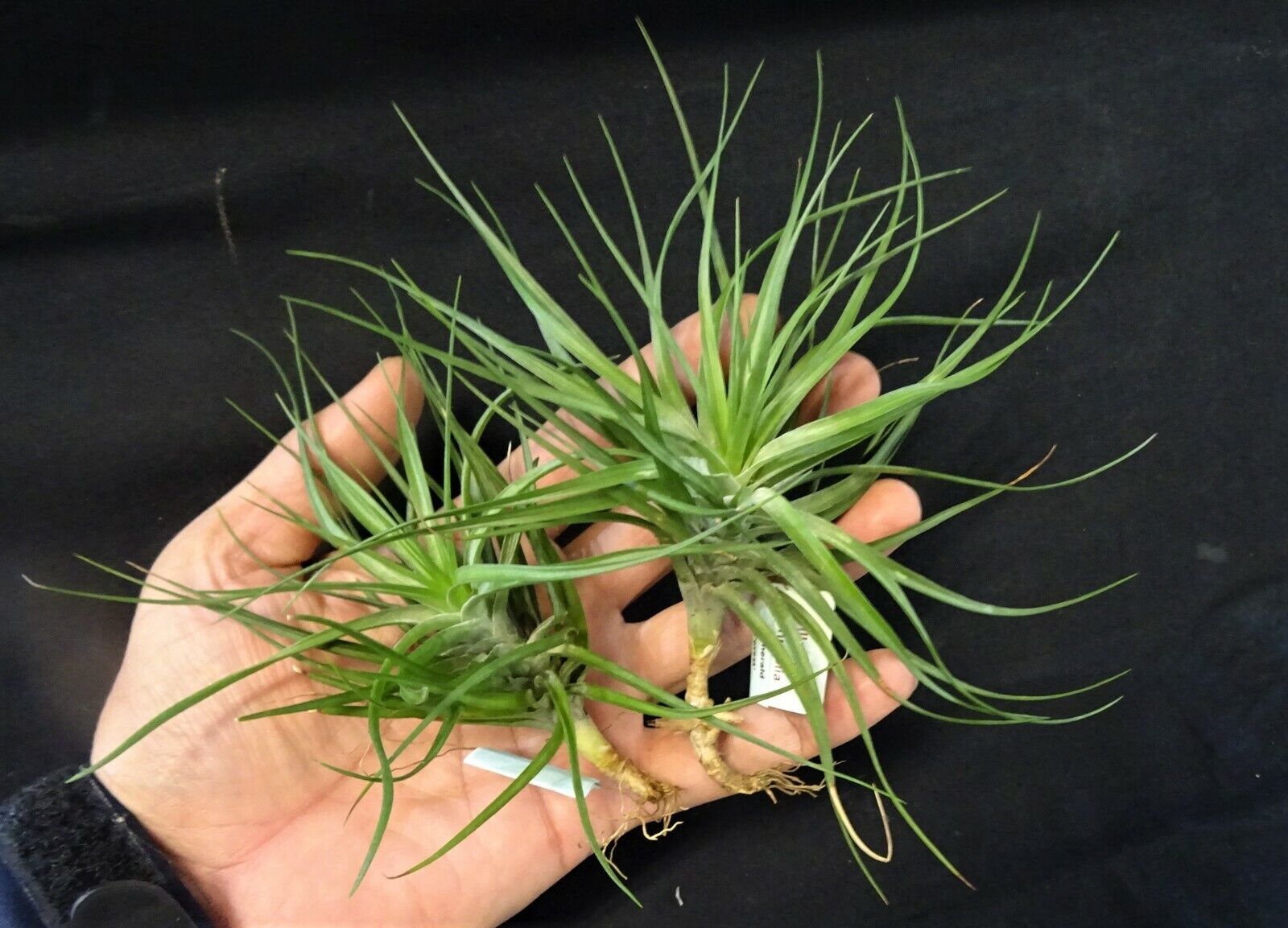 Tillandsia tenuifolia 'Emerald Forest'