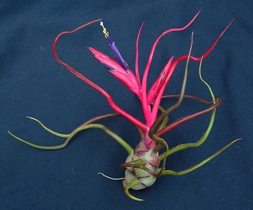 Tillandsia collection of 10 varying species/cultivars