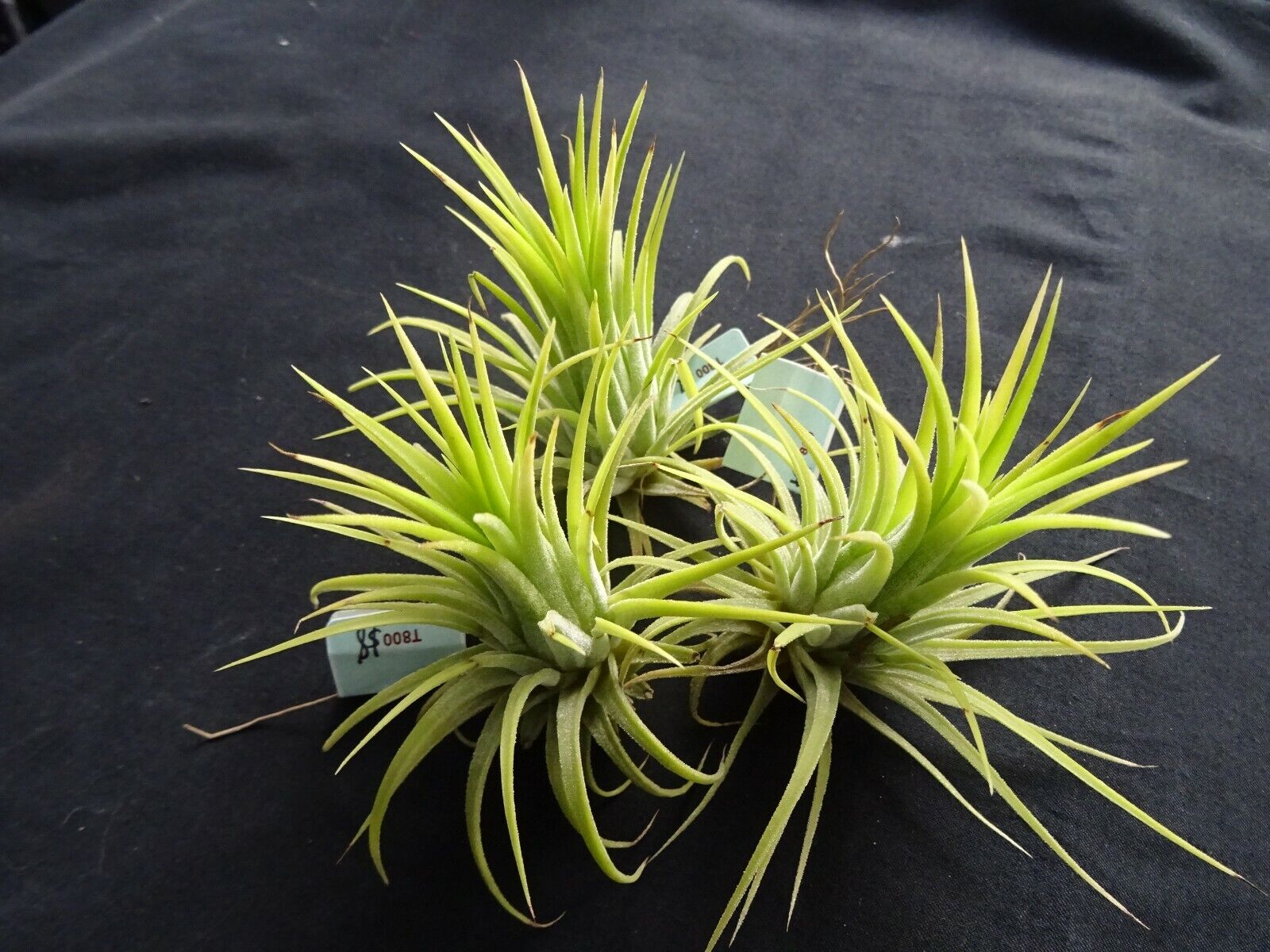 Tillandsia ionantha 'Druid' Albino Form