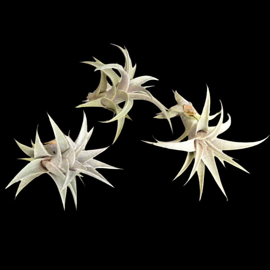 Tillandsia edithae