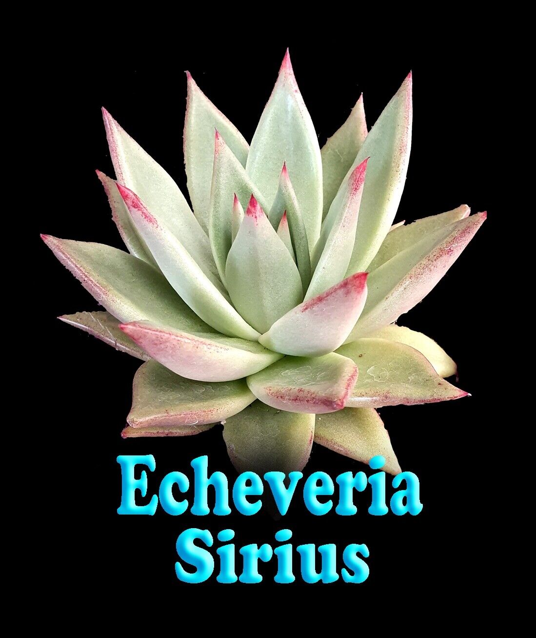 Echeveria agavoides 'Sirius'