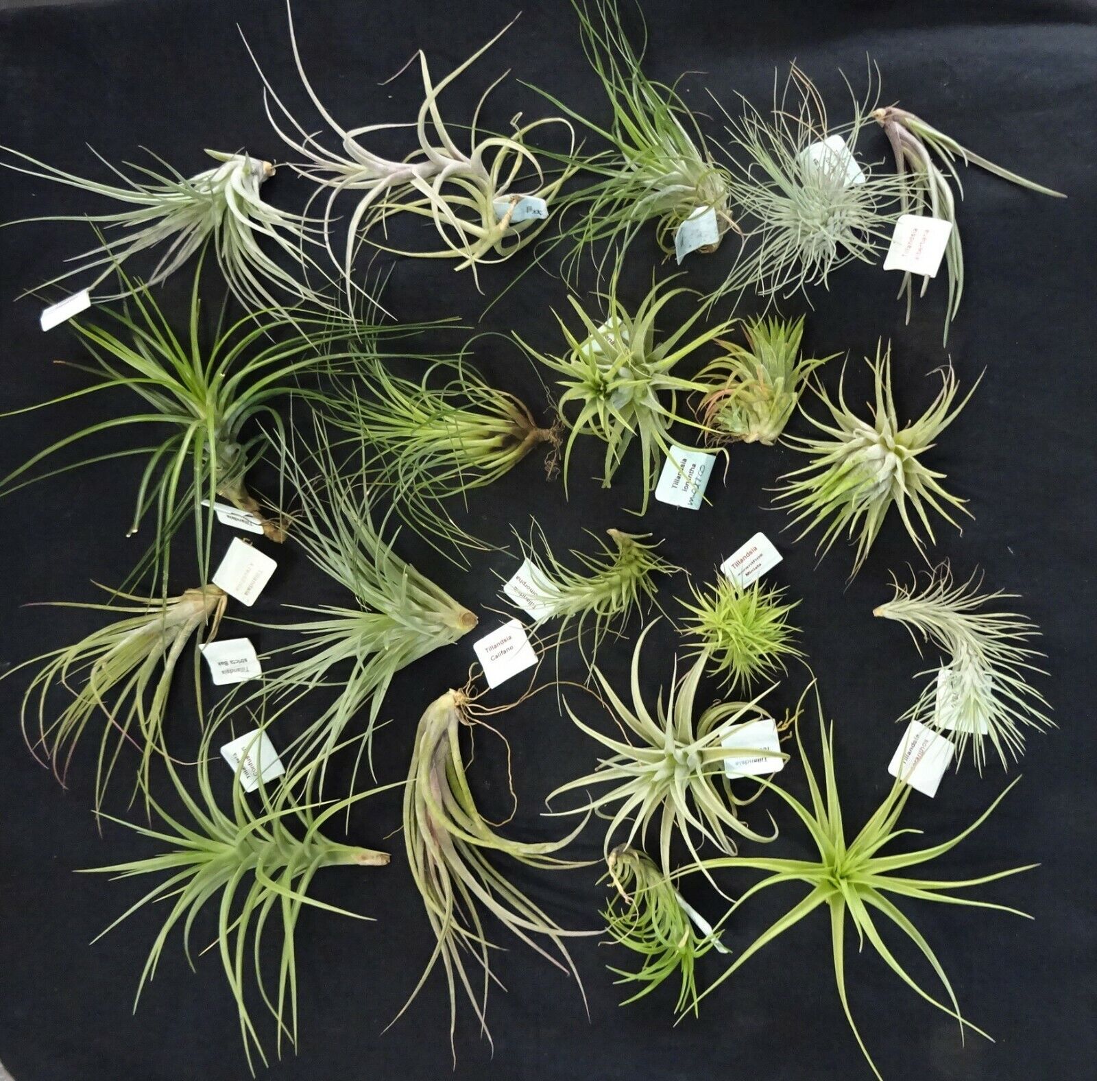 Tillandsia collection of 20 varying species/cultivars