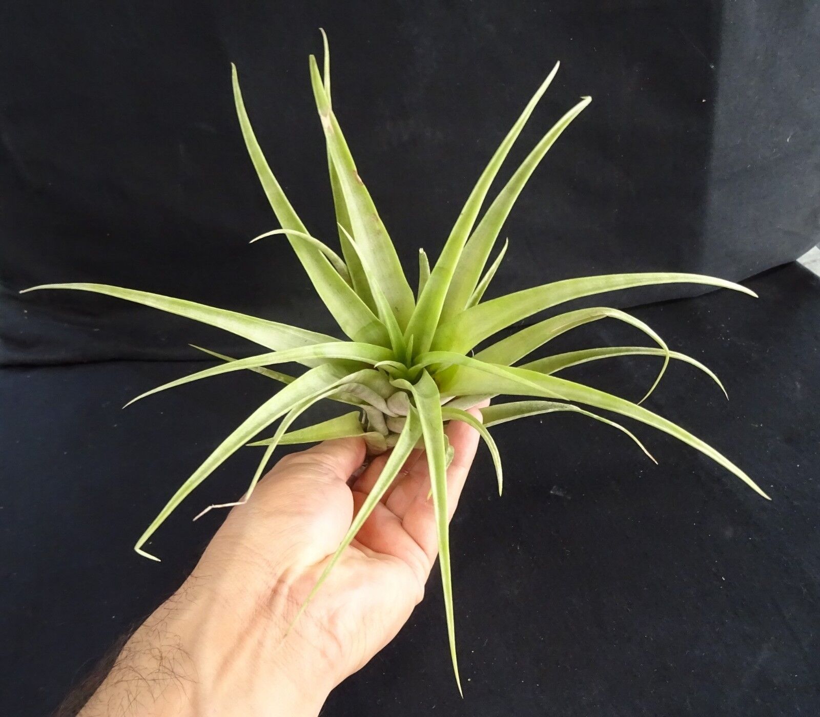 Tillandsia flexuosa - viviparous form