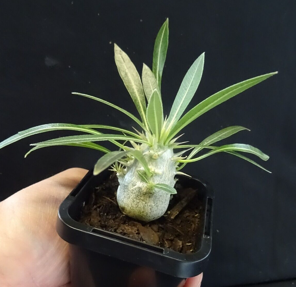 Pachypodium horombense - Compact Madagascar Succulent