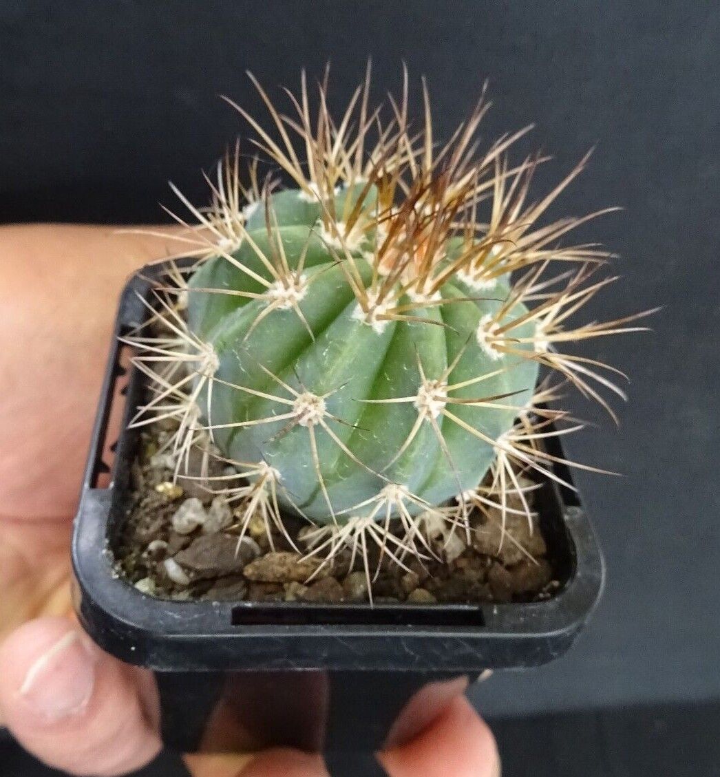 Melocactus azures 'The Blue Turk's Cap' 66mm Pot