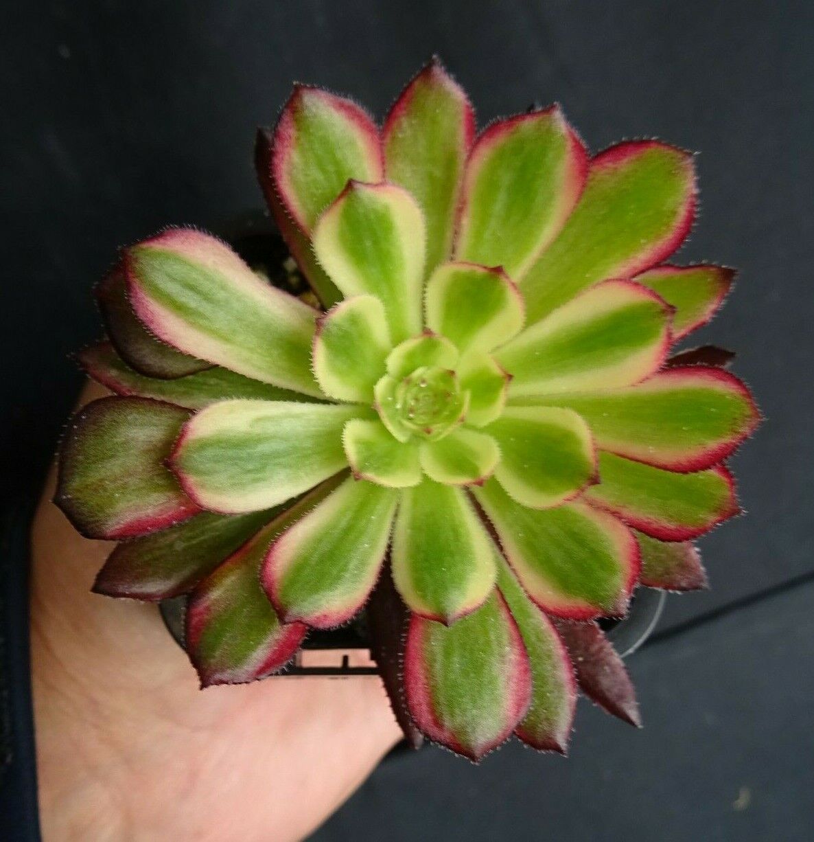 Aeonium arboreum 'Mardi Gras'