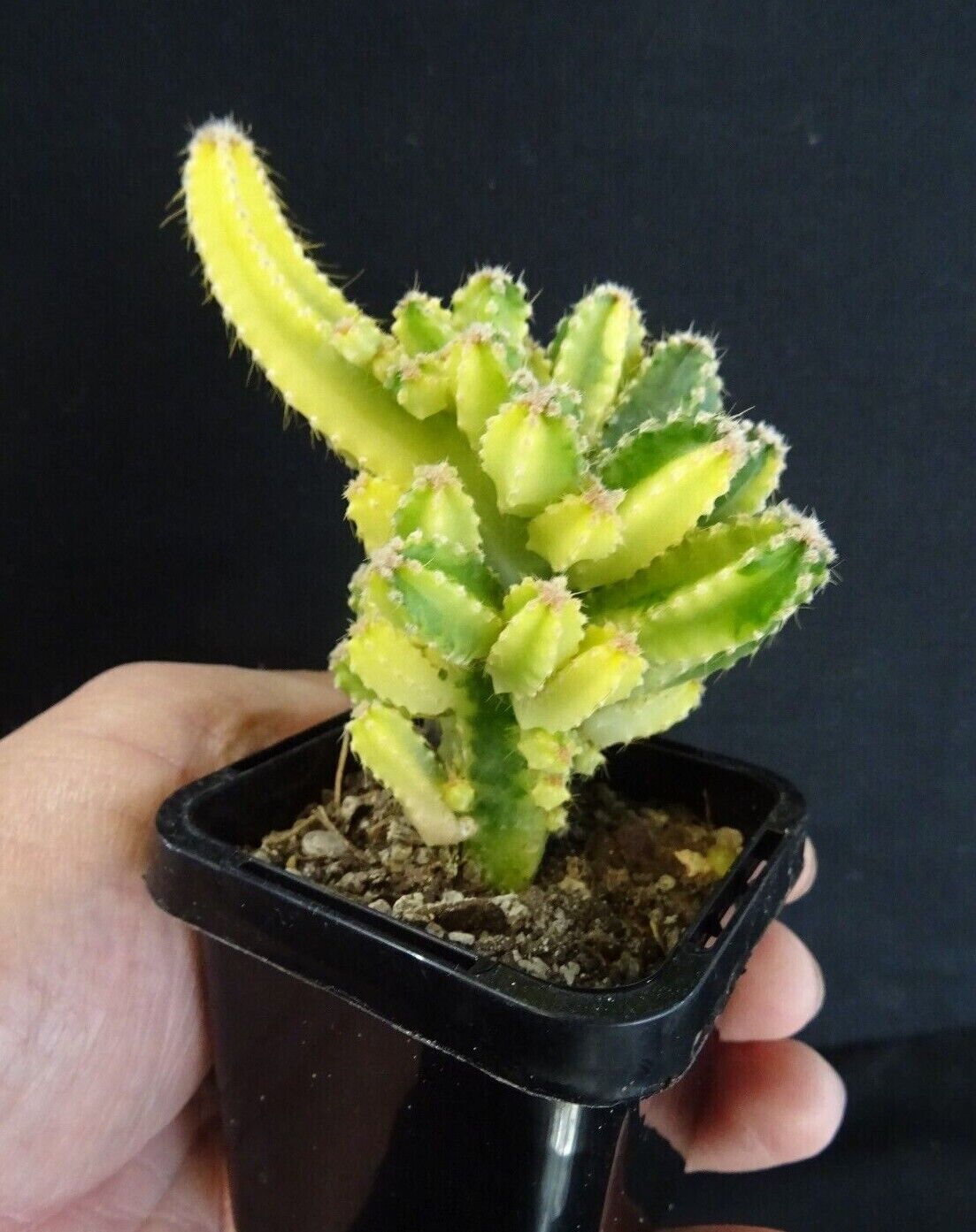 Cereus tetragonus 'Fairy Castle' Variegated (NOT FOR WA)