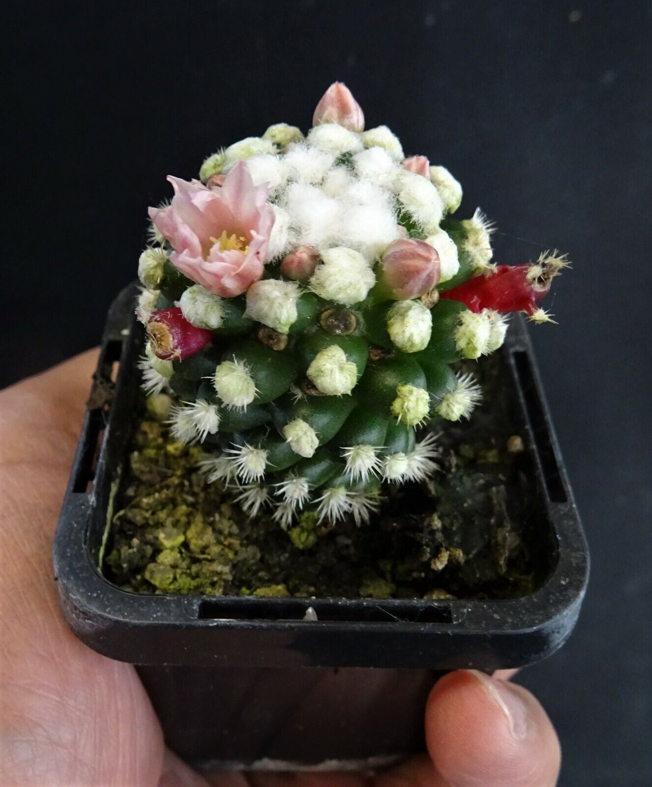 Mammillaria vetula cv 'Oruga'