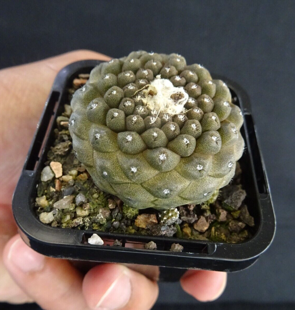 Copiapoa hypogaea