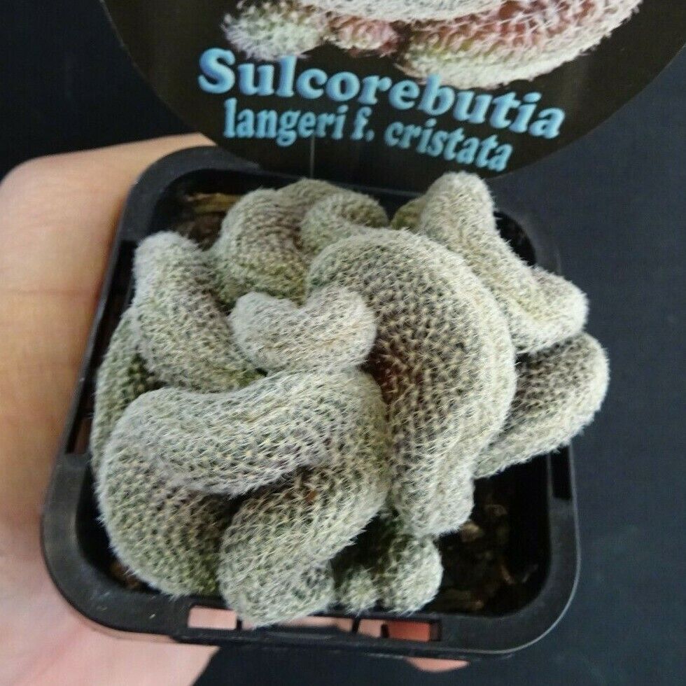 Sulcorebutia langeri cristata